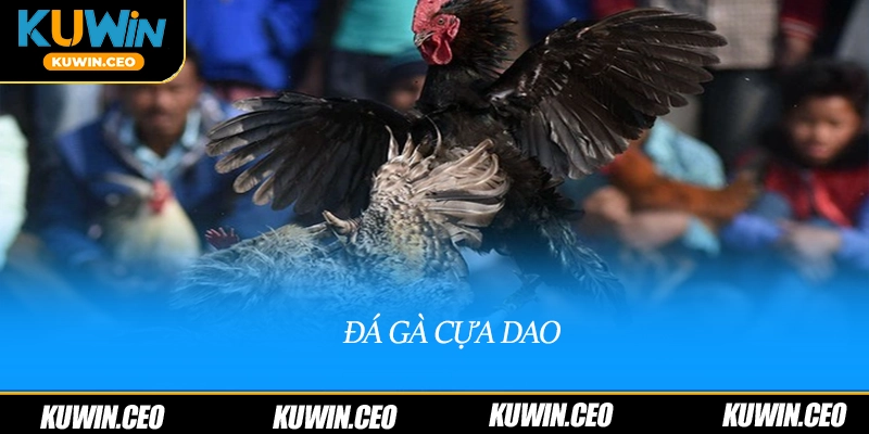 Đá gà cựa dao