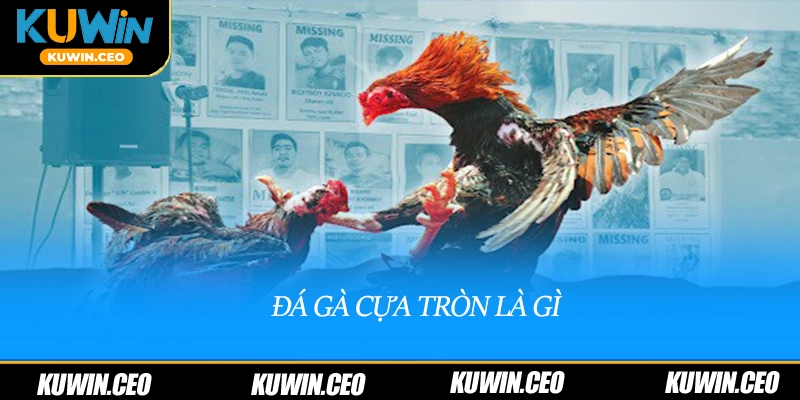 Đá gà cựa tròn là gì