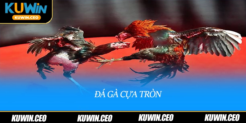 Đá gà cựa tròn