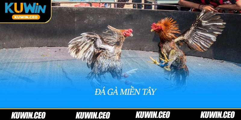 Đá gà miền Tây