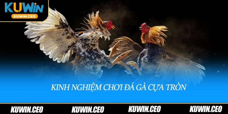 Kinh nghiệm chơi đá gà cựa tròn