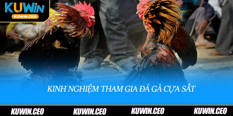 Kinh nghiệm tham gia đá gà cựa sắt