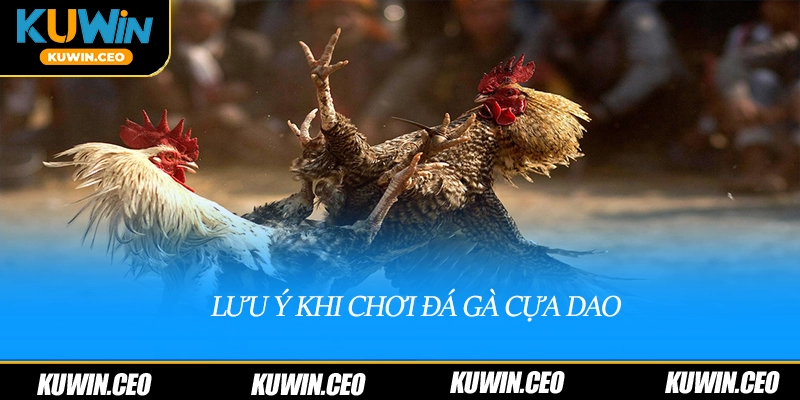 Lưu ý khi chơi đá gà cựa dao