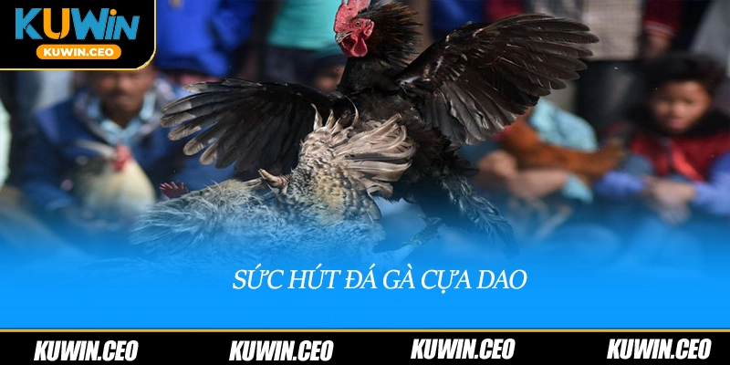 Sức hút đá gà cựa dao