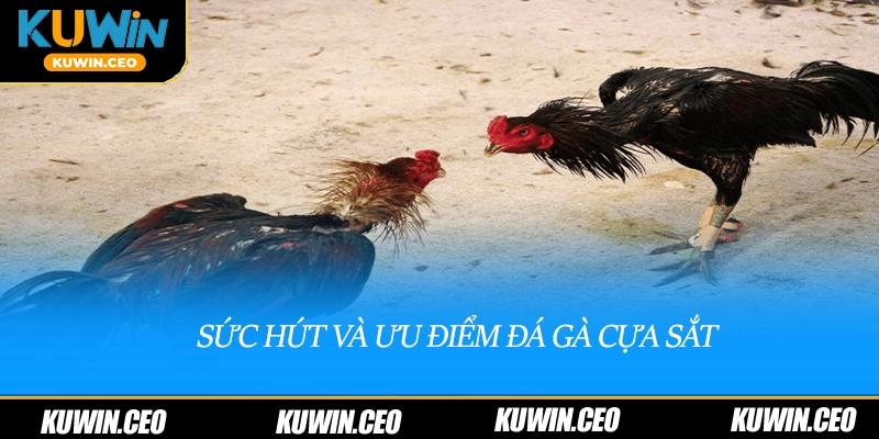 Sức hút và ưu điểm đá gà cựa sắt