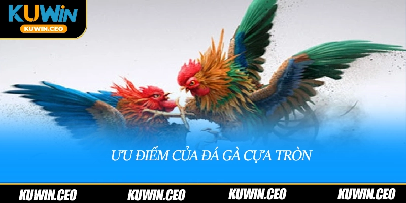 Ưu điểm của đá gà cựa tròn